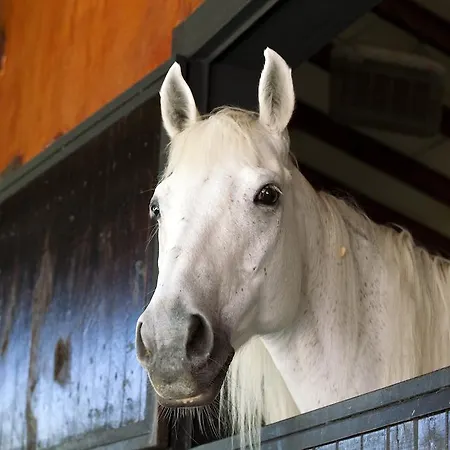 Szálloda Club Berke Ranch International Horseback Riding Kemer